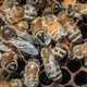 Illustration for article titled Michigan Man Crashes Into Empty House Filled With Bees, Dies